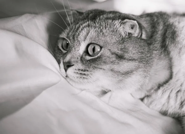 Portrét Roztomilé Skotské Skládací Kočka Žlutočerveném Pozadí Chinchilla Barva Legrační — Stock fotografie