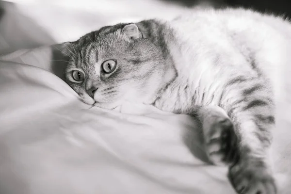 黒と白のかわいいスコットランドの肖像画折り猫 チンチラ色 面白い猫はベッドの上に横たわると驚くように見えます — ストック写真