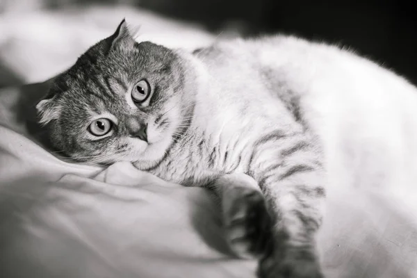 Ritratto Simpatico Gatto Scozzese Piega Uno Sfondo Giallo Rosso Colore — Foto Stock