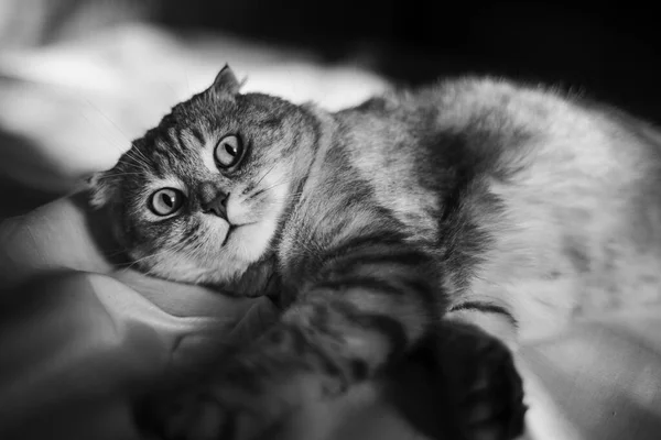 Retrato Gato Bonito Dobra Escocesa Fundo Amarelo Vermelho Cor Chinchila — Fotografia de Stock