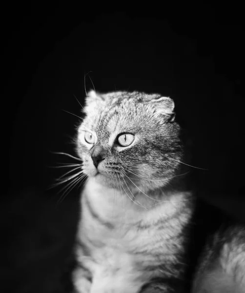 Ritratto Bianco Nero Simpatico Gatto Scozzese Piegare Colore Cincilla Divertente — Foto Stock