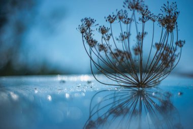 Dill (Anethum Graveolens) şişirilmiş şemsiyeler. Cam ıslak bir yüzey üzerinde dereotu şemsiyeleri, kuru şifalı bitkiler, homeopati, güzel bokeh ışık efektlerinde kuru otlar, seçici odaklanma.