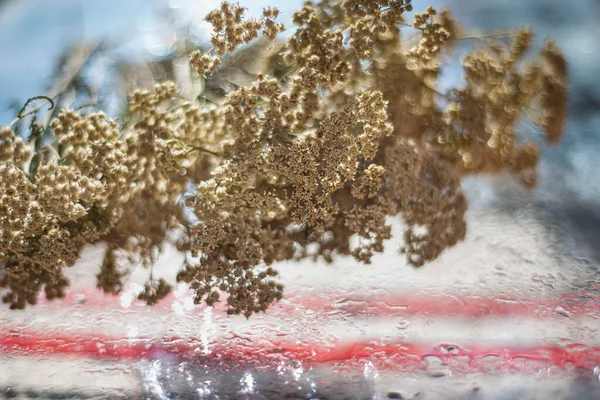 Yarrow Achillea Millefolium Μια Γυάλινη Υγρή Επιφάνεια Ξηρό Φαρμακευτικό Βότανο — Φωτογραφία Αρχείου