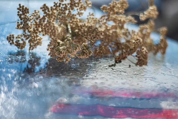 Săgeată Ahillea Millefolium Suprafață Umedă Sticlă Plantă Medicinală Uscată Tratament — Fotografie, imagine de stoc
