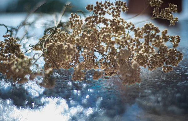 Schafgarbe Achillea Millefolium Auf Feuchter Glasoberfläche Trockenes Heilkraut Homöopathische Kräuterbehandlung — Stockfoto
