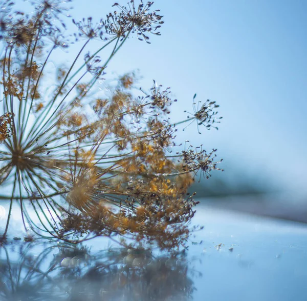 Schirme Eines Blütenstandes Der Dill Anethum Graveolens Dillschirme Auf Nasser — Stockfoto