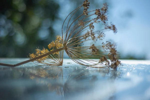 Schirme Eines Blütenstandes Der Dill Anethum Graveolens Dillschirme Auf Nasser — Stockfoto