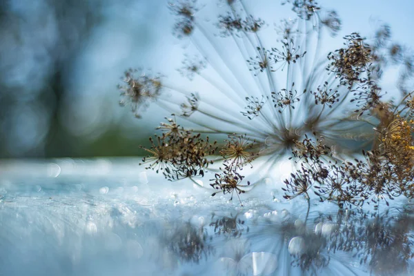 Schirme Eines Blütenstandes Der Dill Anethum Graveolens Dillschirme Auf Nasser — Stockfoto