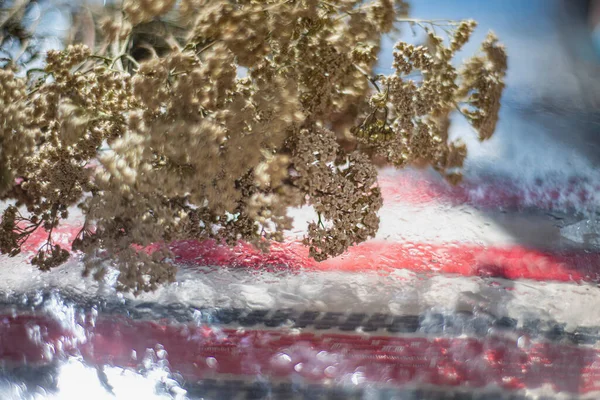 Włócznia Achillea Millefolium Szklanej Mokrej Powierzchni Suche Zioło Lecznicze Leczenie — Zdjęcie stockowe