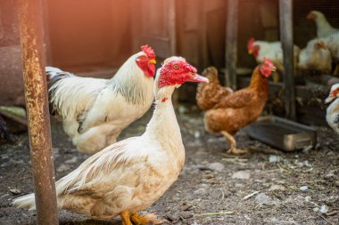 Avluda beyaz bir ördek (Cairina moschata), büyük beyaz bir horozun yanında, evlerde muscovy ördekleri yetiştiriyor.,