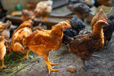 Avluda genç tavuklar, evlerde tavuk yetiştiriyorlar, çok renkli boyunlu tavuklar bahçede yerde duruyorlar.