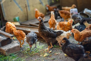 Avluda genç tavuklar, evlerde tavuk yetiştiriyorlar, çok renkli boyunlu tavuklar bahçede yerde duruyorlar.