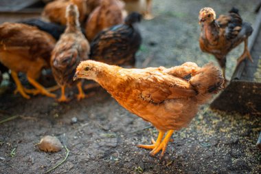 Avluda genç tavuklar, evlerde tavuk yetiştiriyorlar, çok renkli boyunlu tavuklar bahçede yerde duruyorlar.