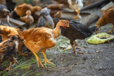 Avluda genç tavuklar, evlerde tavuk yetiştiriyorlar, çok renkli boyunlu tavuklar bahçede yerde duruyorlar.