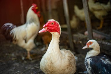 Avluda beyaz bir ördek (Cairina moschata), büyük beyaz bir horozun yanında, evlerde muscovy ördekleri yetiştiriyor.,