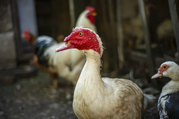 Pato Mudo Cairina Moschata Branco Casa Reprodução Patos Mudo Nos — Fotografia de Stock