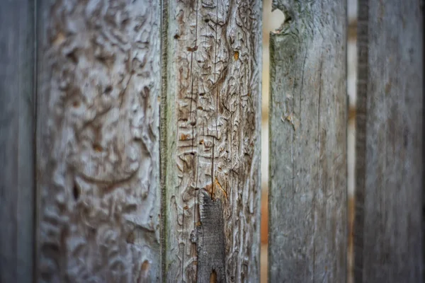 樹皮ビートル 木製の平行板の痕跡を持つ木の表面の美しい質感 — ストック写真