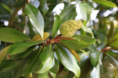 Egzotik, tuhaf, tuhaf, garip çiçeğiyle çarpıcı, Yoğun Balmumu Yapraklı Yeşiller, doğanın hoş kokusu.