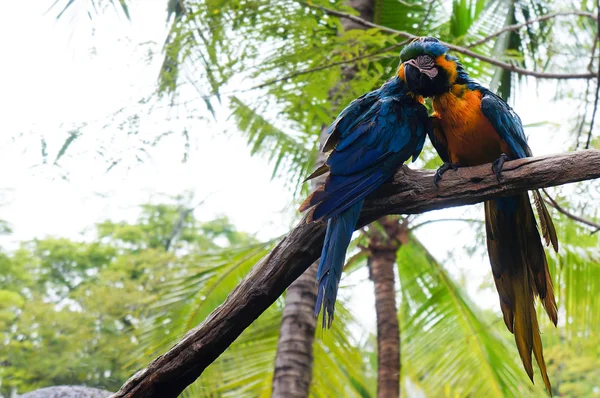  Ağaç dalı için tutunmuş Amerika papağanı 