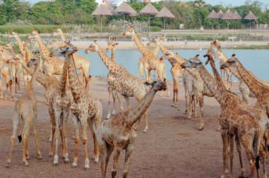 Ayakta ve yürüme zürafalar
