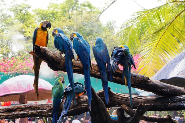  Ağaç dalı için tutunmuş Amerika papağanı 