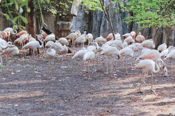 Güzel ve vahşi flamingolar — Stok fotoğraf