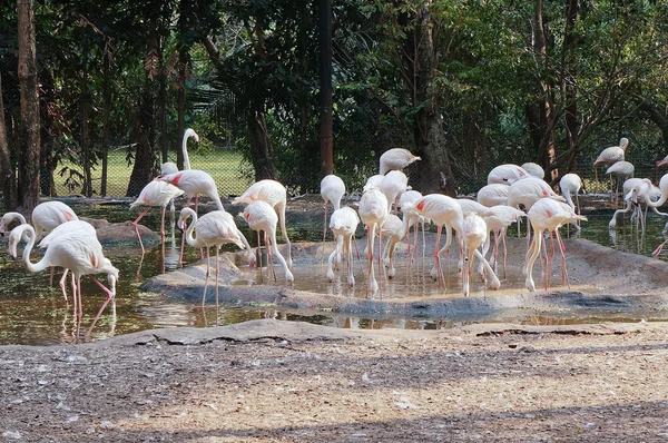 Güzel ve vahşi flamingolar — Stok fotoğraf