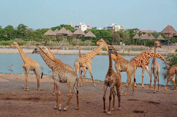 Girafas de pé e andando — Fotografia de Stock