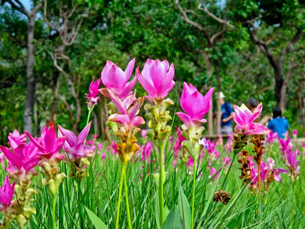 Festival de fleurs de tulipes Kra Jiao ou Siam — Photo