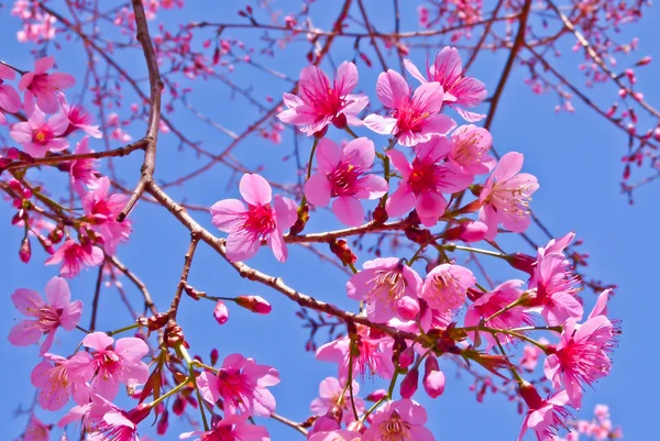 Mavi gökyüzünün altında renkli çiçek