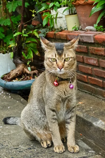 有两个小铃铛的猫 — 图库照片