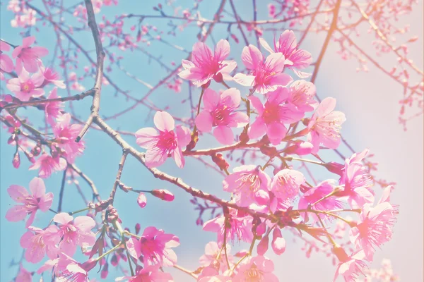 Yumuşak odak pembe kiraz çiçeği