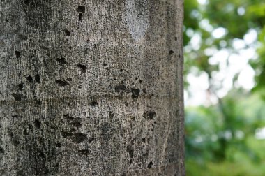 Ağaç gövdesi ile arka plan bulanık