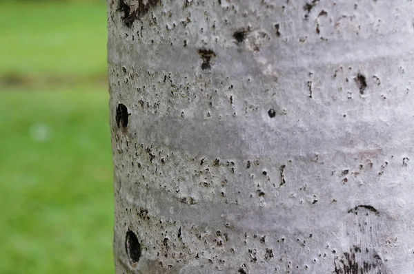 Tree trunk with blurred background — Stock Photo, Image