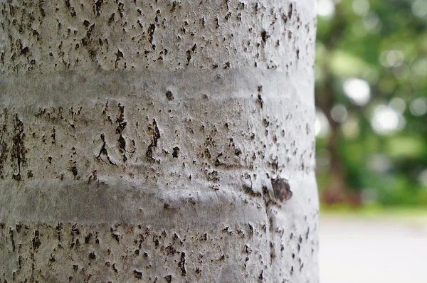 Ağaç gövdesi ile arka plan bulanık