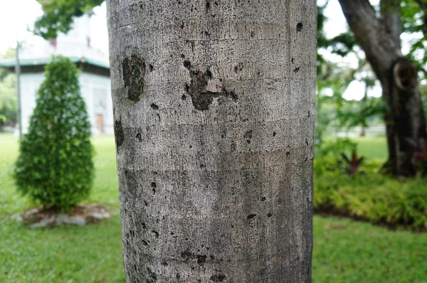 Ağaç gövdesi ile arka plan bulanık