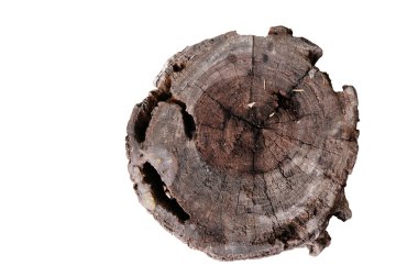 Ağaç gövdesi beyaz zemin üzerine izole kesiti yakın çekim yıllık halkaları.