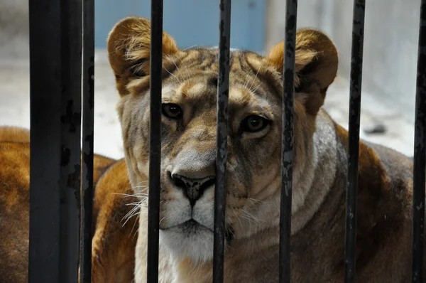 Сумно тигр в Пекіні зоопарк — стокове фото