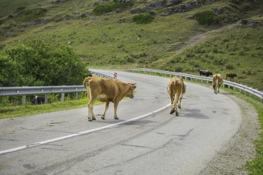 İnekler Dağları'nda bir yolda