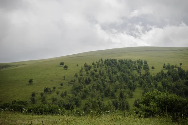 Зелений пагорб з багато дерев і хмарного неба (Північний Кавказ, Російська Федерація) — стокове фото