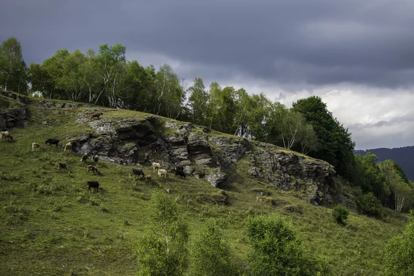 Vacas comiendo hierba bajo las nubes grises en las montañas — Foto de Stock