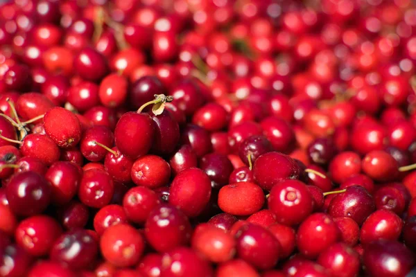 Rote Kornbeeren (Gattung) (krasnodarski krai, russland) — Stockfoto