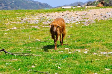 Kahverengi dağ keçisi, Crete, Yunanistan