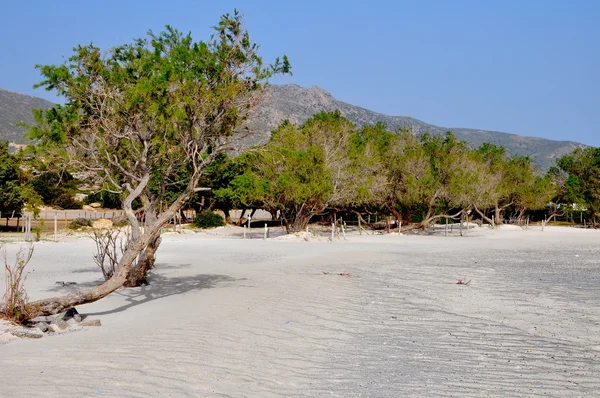 Strand mit Bäumen, Südbeton, Griechenland — Stockfoto