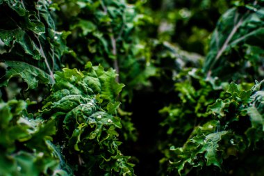 Bir bahçede su damlaları ile ıslak yeşil lahana yaprakları