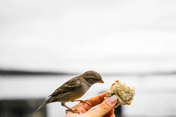 Fütterung der Spatzen auf der Museumsinsel - bygdoy Halbinsel. ein Sperling mit einem Stück Brot, oslo, Norwegen — Stockfoto