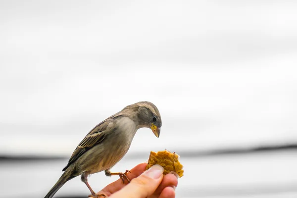 Alimentación de gorriones en la isla Museo - Península de Bygdoy. Un gorrión a mano con un pedazo de pan, Oslo, Noruega — Foto de Stock