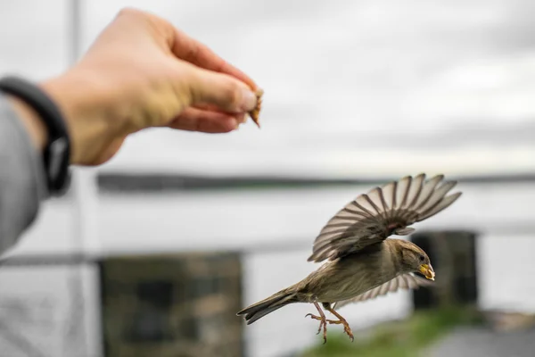 Feeding sparrows on Museum island - Bygdoy Peninsula — Stock Photo, Image