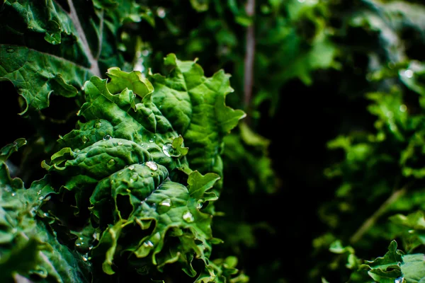 Wet green kale leaves with drops of water in a garden — Stock Photo, Image