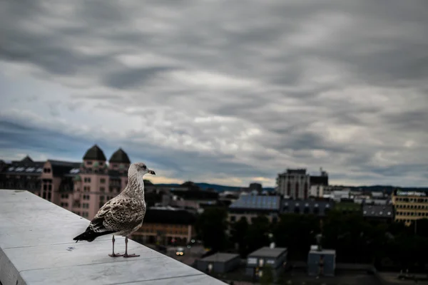 Seagull browing the city center, Oslo, Norway — стоковое фото